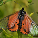 Garden Acraea