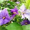 Blue Potato Bush
