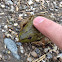 Bullfrog