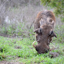 Warthog