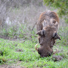 Warthog