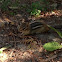 Chipmunk