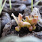 Golden Barrel Cactus seedlings