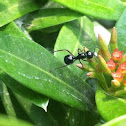 Iridomyrmex anceps