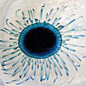 Cnidario