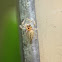 Jumping spider