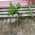 Unknown tree
