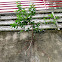 Unknown tree