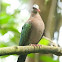 Common Emerald Dove