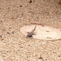 Western whiptail lizard (?)