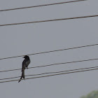 Black drongo