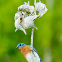 Eastern Bluebird (Male)