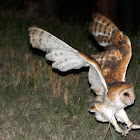 Barn Owl