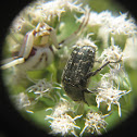 Dark Flower Scarab