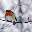 Robin