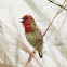 Cardinal Quelea