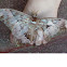 Rothschildia Moth
