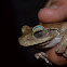Rana arboricola