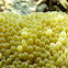 Sun Anemone