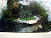 Vendo 10 Peces Carpa Koi De Agua Fria