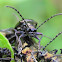 Abejones metalicos