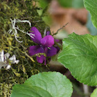 Wild violet