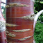 Cerezo. Birch Bark Cherry Tree
