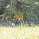 Wild turkey