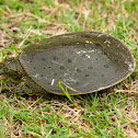 Spiny softshell turtle