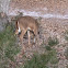 White-tailed deer