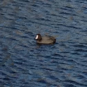 Coot