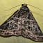 Metria Moth