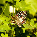Spanish Festoon