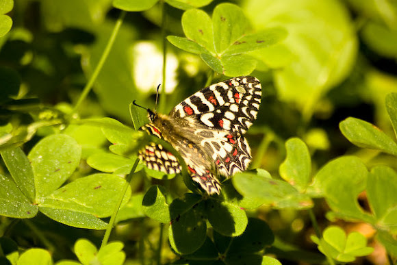 Spotting Image 1