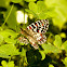 Spanish Festoon