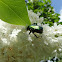Rose chafer