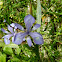 Barbary Nut (Αγριόκρινος)