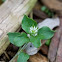 Chickweed