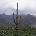 Saguaro