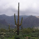 Saguaro