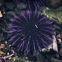 Sea Urchin
