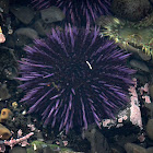 Sea Urchin