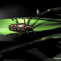 Long Horn Beetle