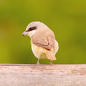 Brown Shrike