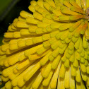 Torch Lily (Primrose Beauty)