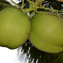 Coconut
