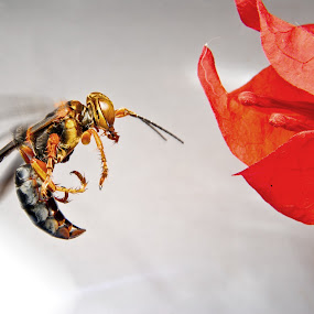 wasp towards flower by Jun Santos - Animals Insects & Spiders
