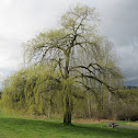 Weeping Willow Tree