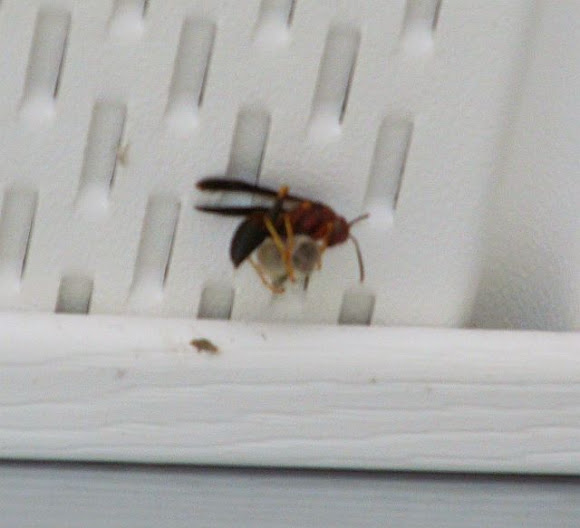 Spotting Image 1
