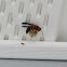 Wasp